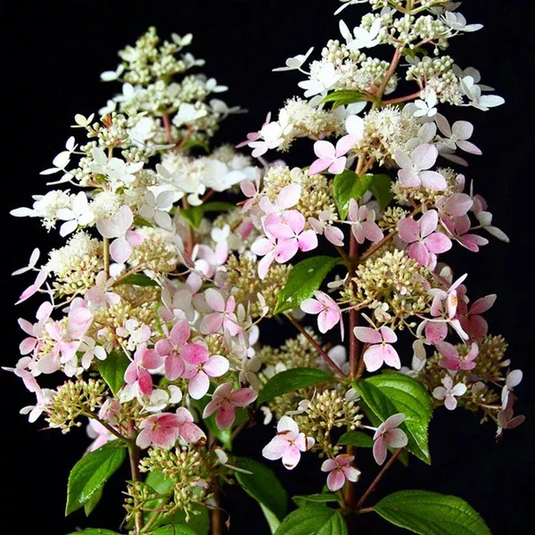 Confetti Panicle Hydrangea #2 Container