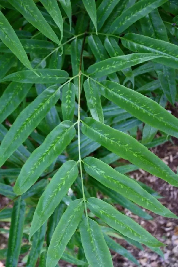 Coniogramme japonica 'Variegata'