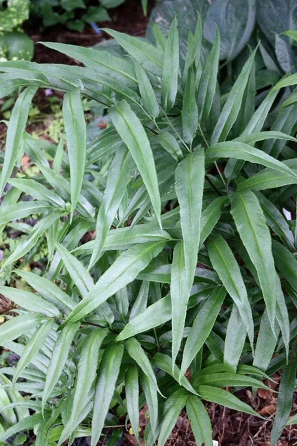 Coniogramme japonica