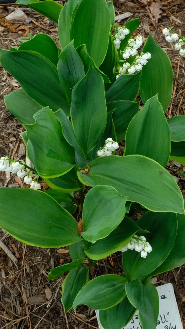 Convallaria majalis 'Hardwick Hall'