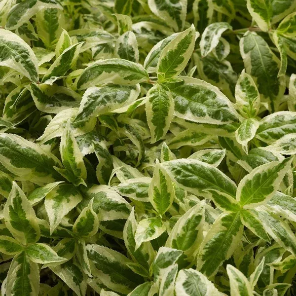 Cool Splash Dwarf Bush-Honeysuckle Fe