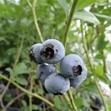 Cooper Highbush Blueberry