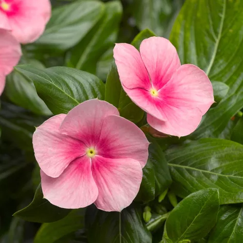 Cora Cascade Shell Pink Vinca