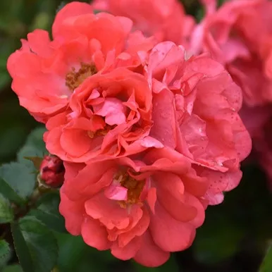 Coral Drift Rose Std Tree