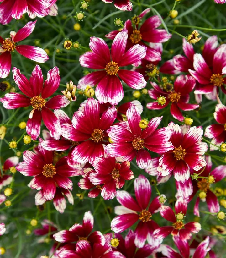 Coreopsis Designer Threadsr `Heartstrings`