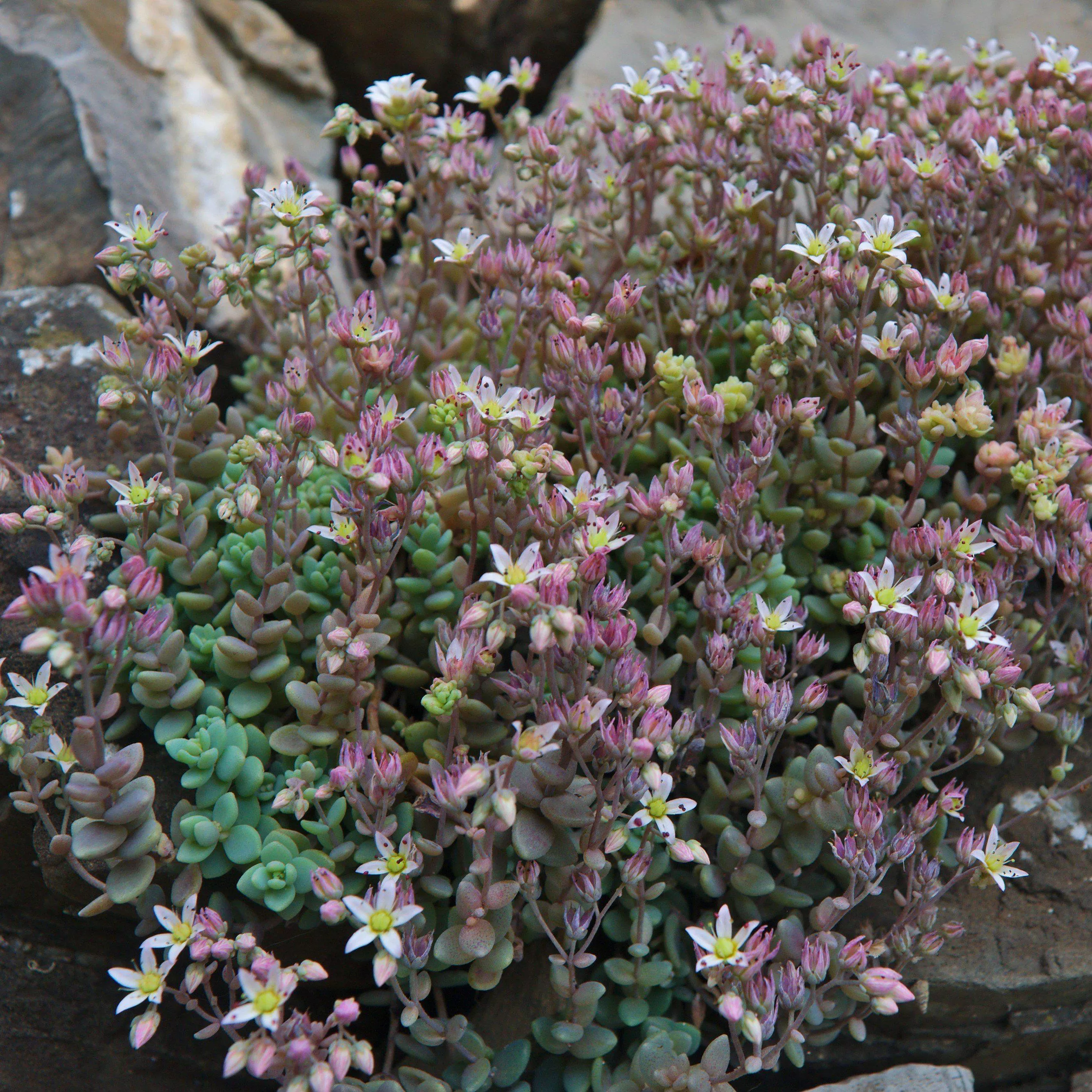 Corsican Stonecrop