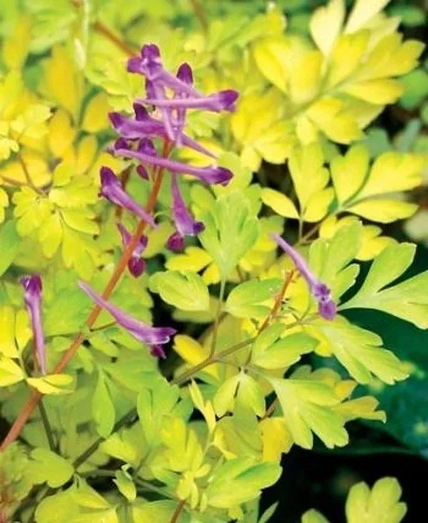 Corydalis anthriscifolia 'Berry Exciting' PP 18,917