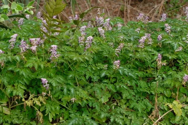 Corydalis leucanthema 'Silver Spectre'