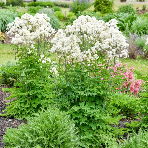 Cotton Ball Meadow Rue