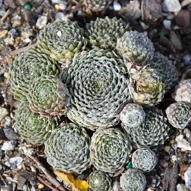 Cotton Candy Hens and Chicks