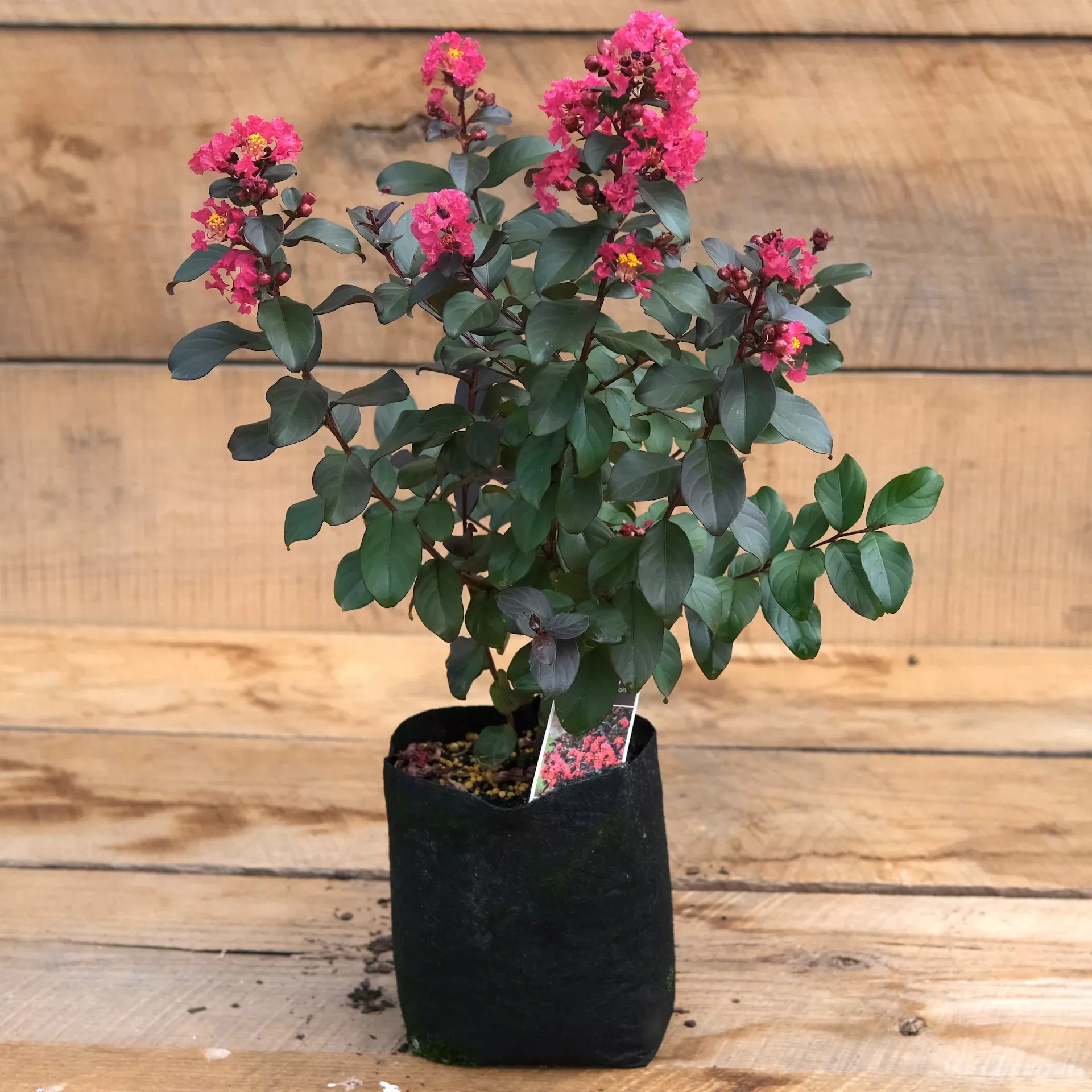 Crape Myrtle 'Cherry Mocha' BARISTA - Lagerstroemia
