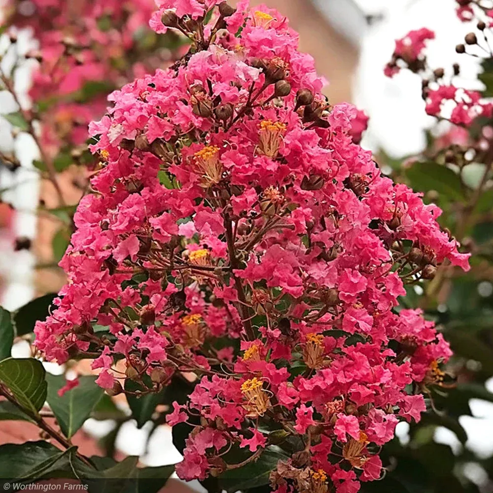 Crape Myrtle, Miami 6'-8' B&B