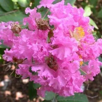 Crape Myrtle, Pink Selection