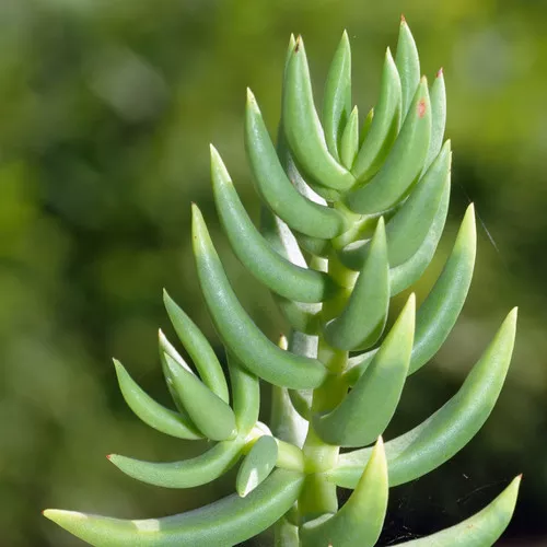 Crassula Tetragona
