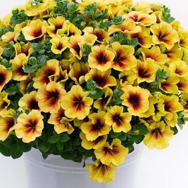 Crazytunia Bananarama Petunia