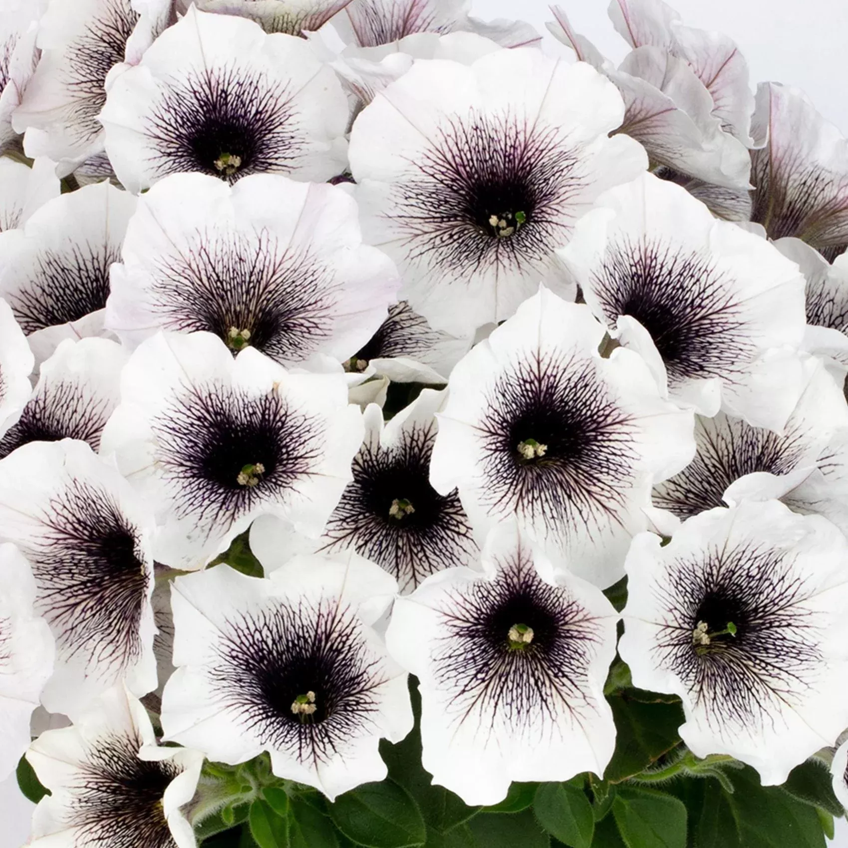 Crazytunia Black and White Petunia