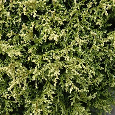 Cream Ball Falsecypress