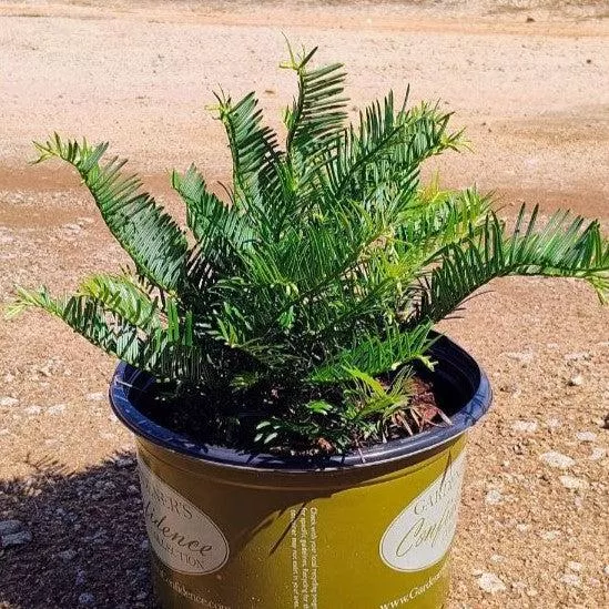 Creeping Japanese Plum Yew, Spreading Plum Yew