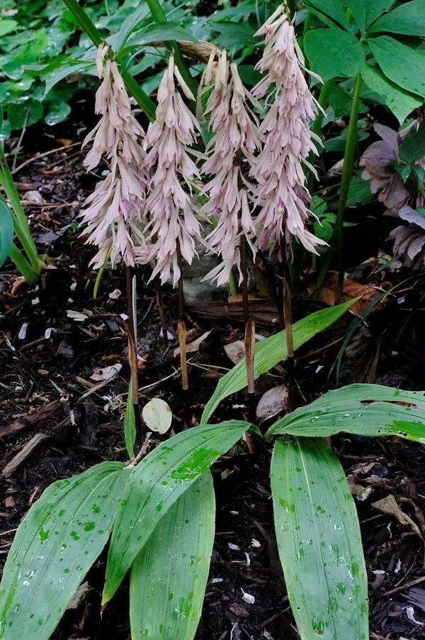Cremastra appendiculata