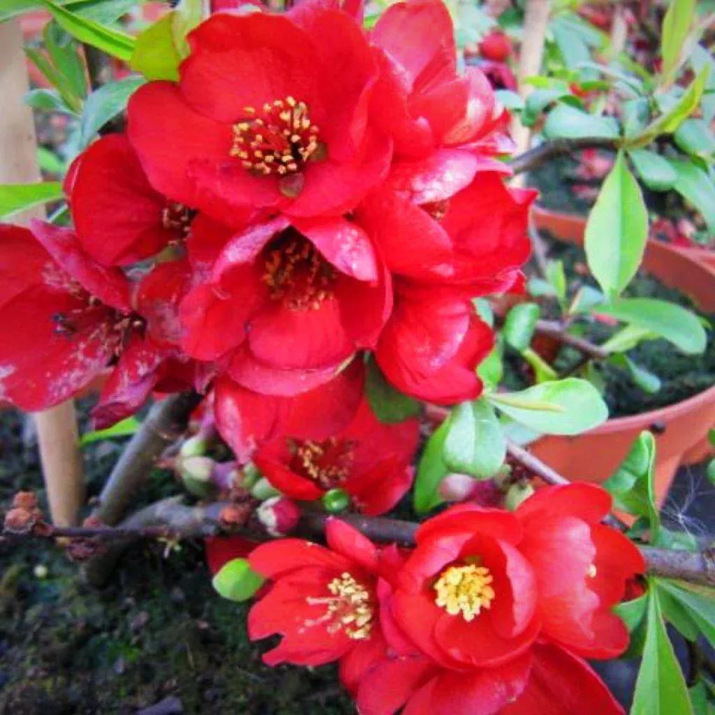 Crimson and Gold Flowering Quince