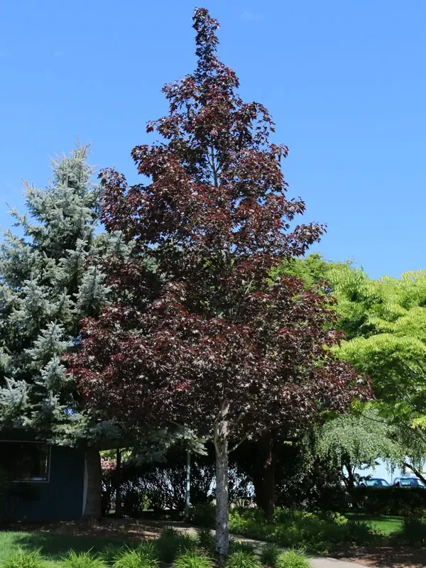 Crimson Sunset Maple