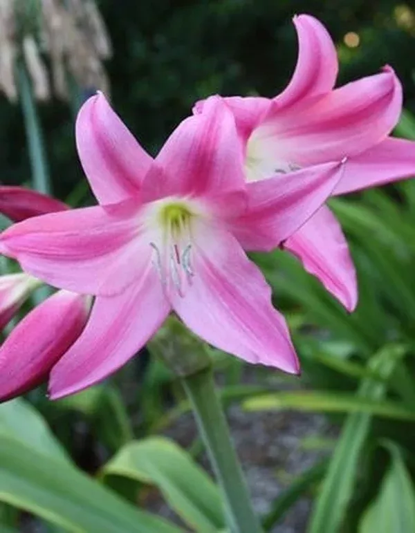 Crinum 'Birthday Party'