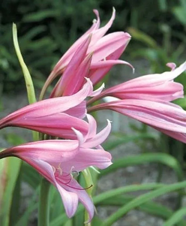 Crinum 'Claude Davis'