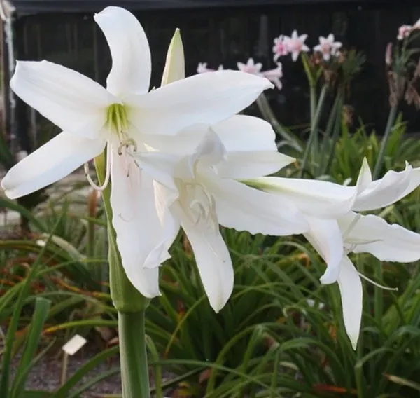 Crinum 'Diane Welch'
