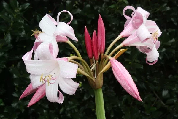 Crinum 'Improved Peach Blow'