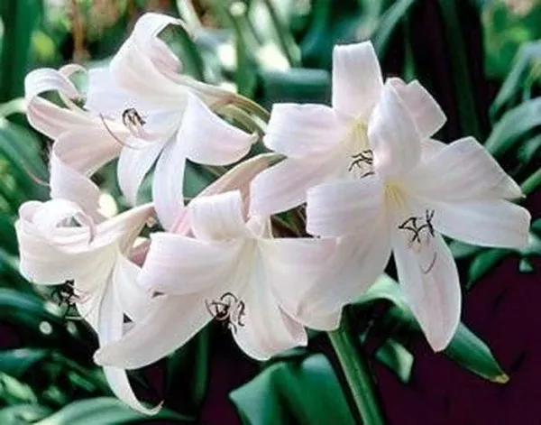 Crinum 'Jubilee'