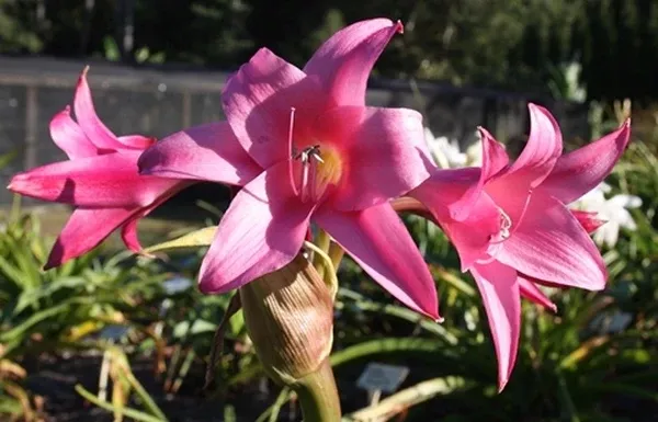 Crinum 'Lolita'