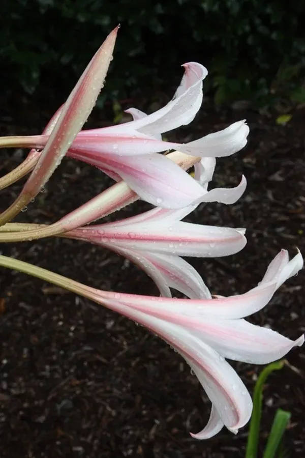Crinum 'Long Shot'