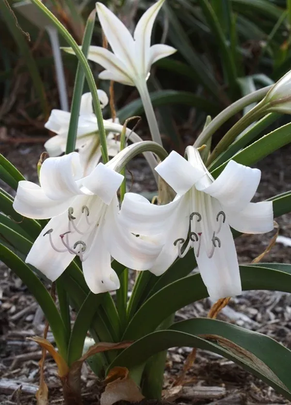 Crinum lugardiae