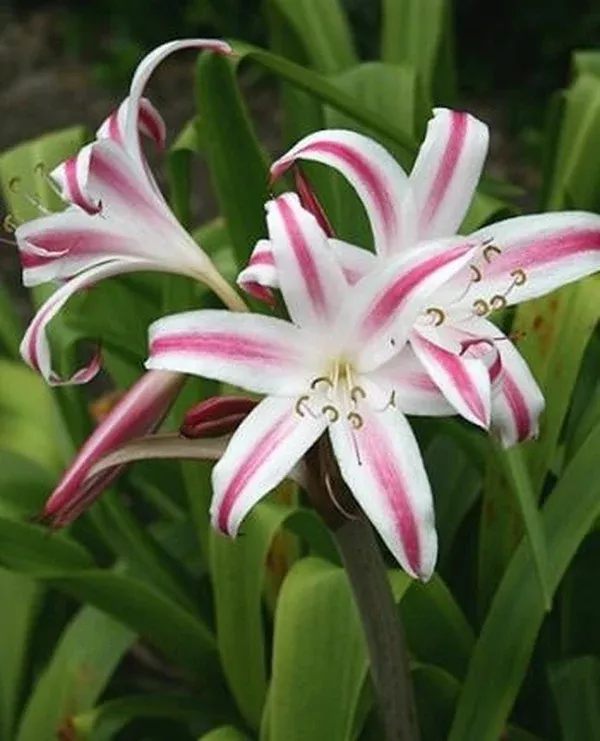 Crinum 'Marisco'