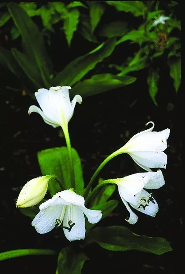 Crinum moorei 'Album'