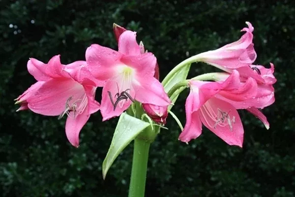Crinum 'Rose Parade'