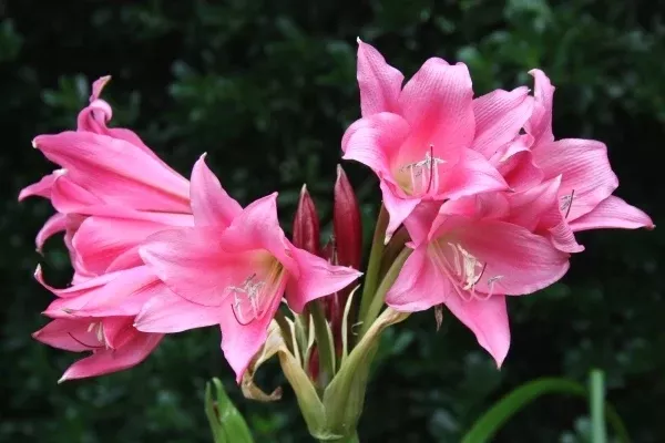 Crinum 'Super Ellen'