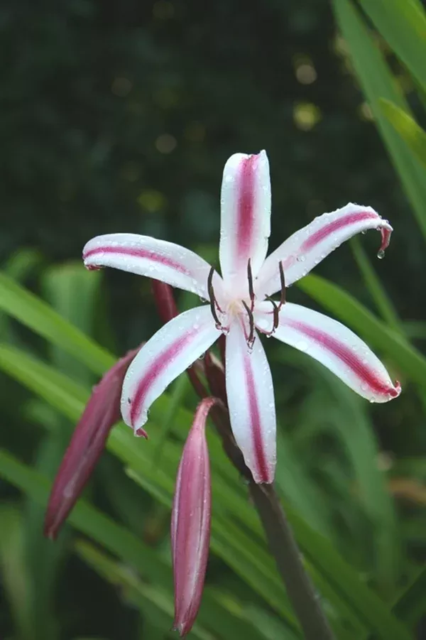 Crinum x baconi 'Fourth of July'