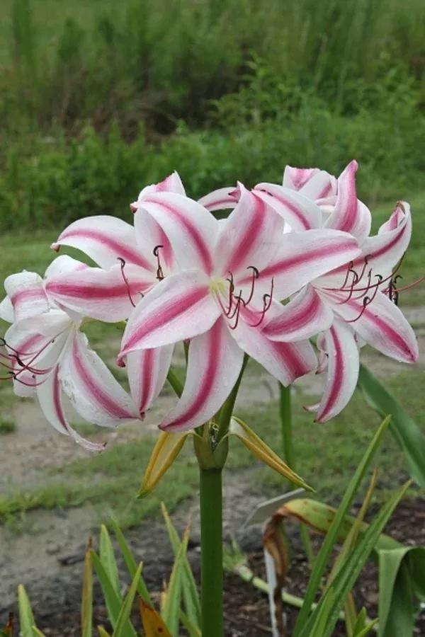 Crinum x digweedii 'Connor White'
