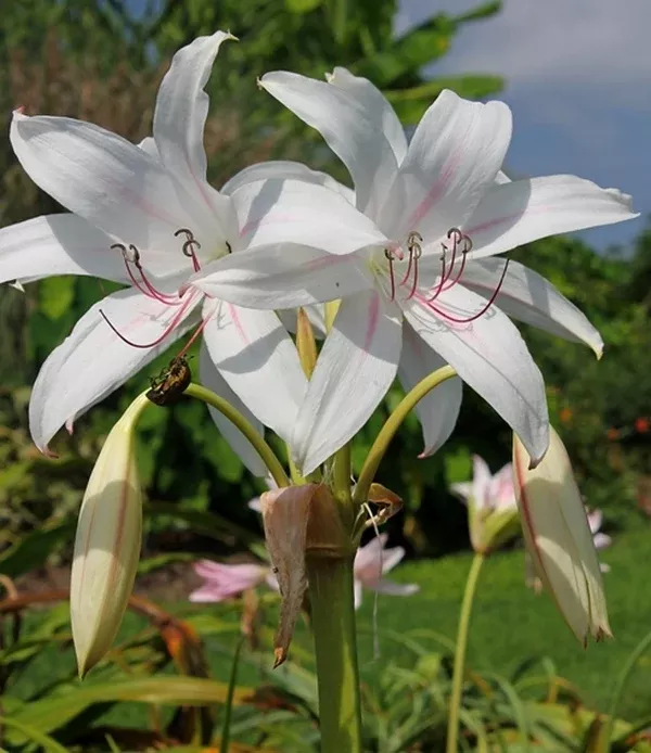 Crinum x digweedii 'Gonzalez'