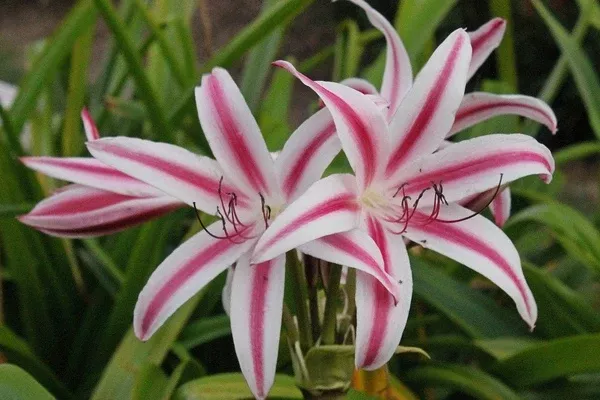Crinum x digweedii 'Red Flare'