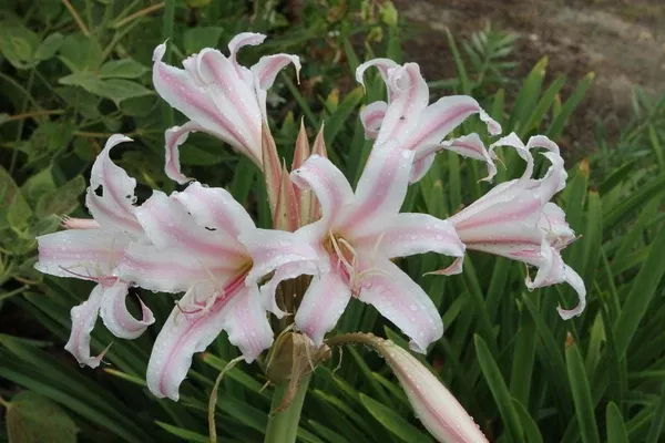 Crinum x gowenii 'Bob Stover'