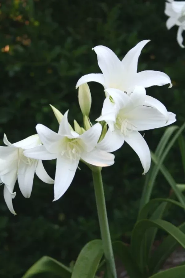 Crinum x powellii 'Eden'