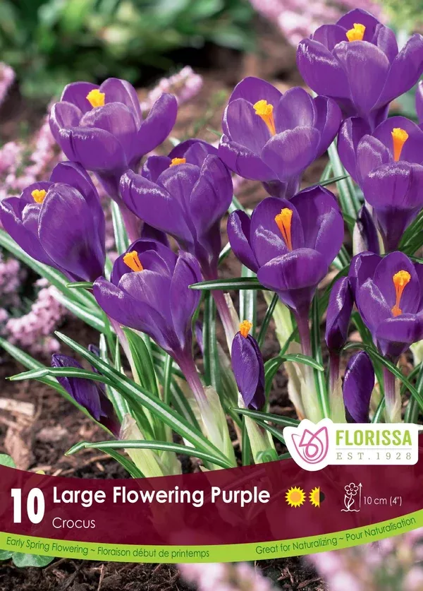 Crocus 'Purple'