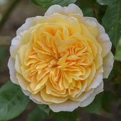 Crown Princess Margareta David Austin Rose