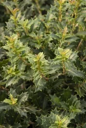 Crownshine™ Osmanthus