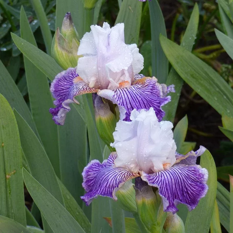 Crows Feet Bearded Iris