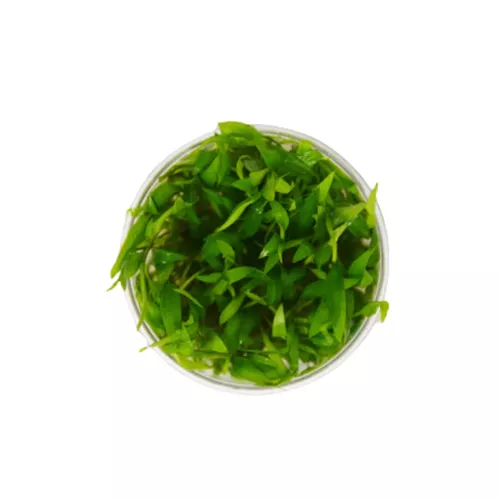 Cryptocoryne Wendtii Green