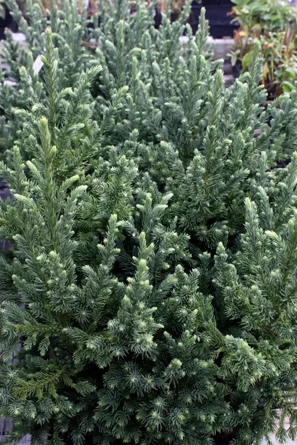 Cryptomeria japonica 'Avid's Dragon'