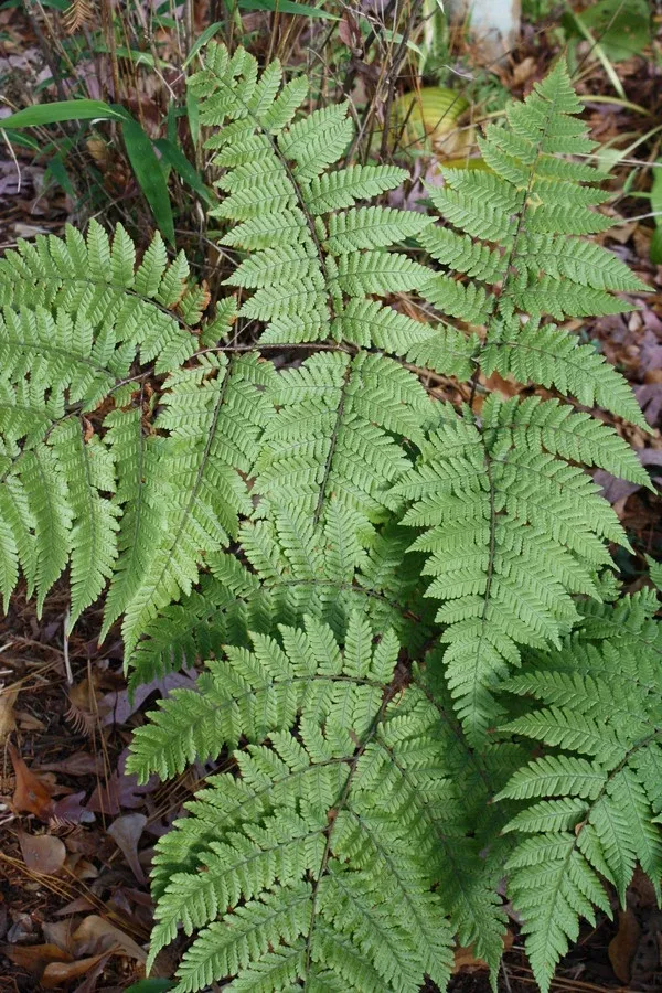 Ctenitis subglandulosa 'Hoshizaki'